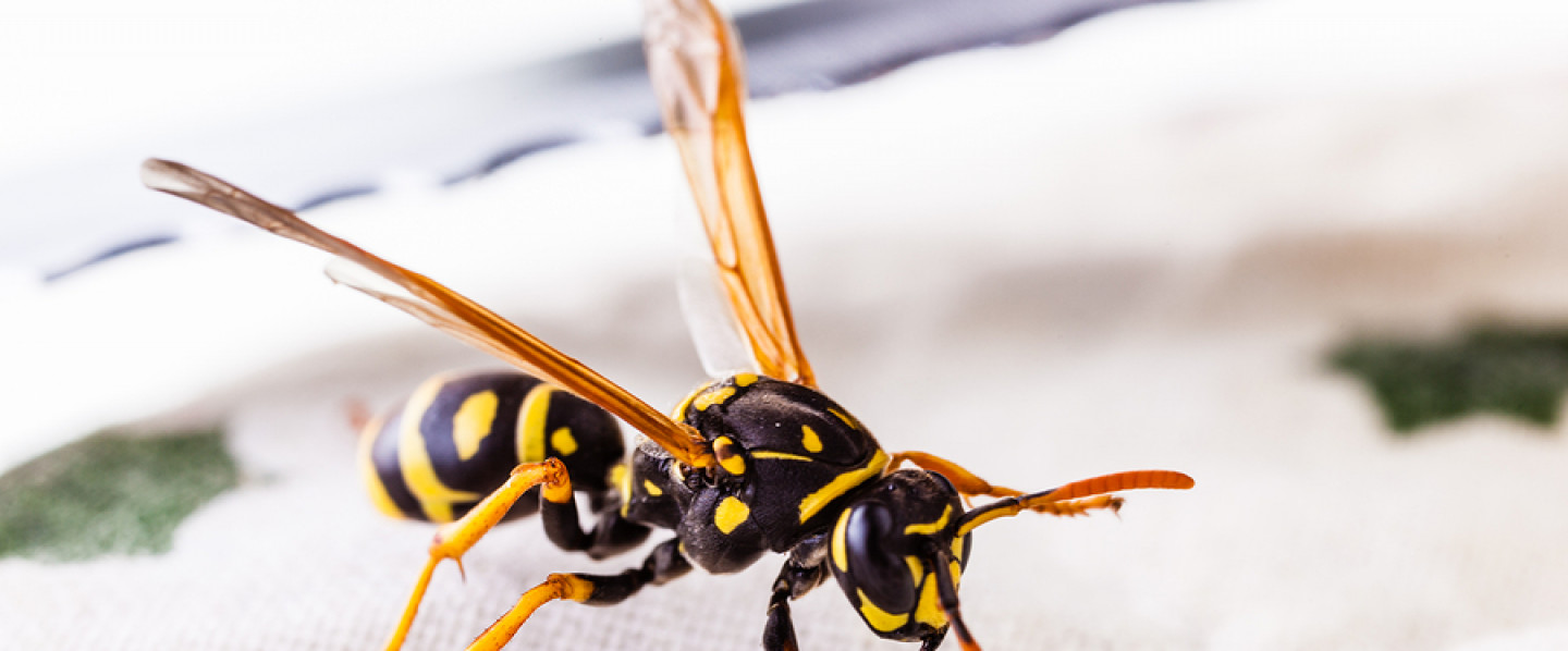 Get Rid of Bees & Wasps While Minimizing Environmental Harm
