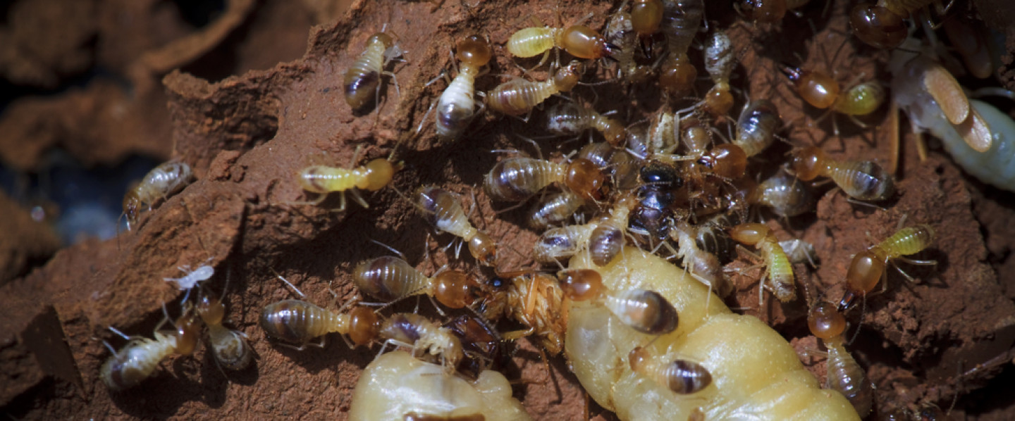 Termite, termite control, Bed bug, bed bug control in: Poughkeepsie, NY