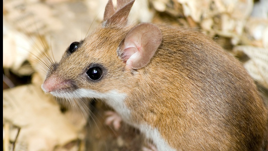 Rodent Control – Mice and Rats - Maine Bed Bugs and Pest Control